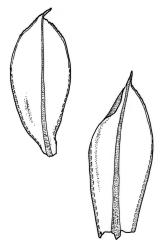 Rosulabryum billardierei, comal leaves. Drawn from holotype, Billardière, G-Hedwig-Schwägrichen.
 Image: R.C. Wagstaff © Landcare Research 2015 